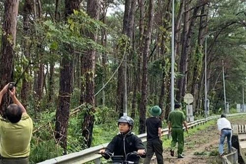 Phập phồng nỗi lo cây thông ven Quốc lộ 19 ngã đổ
