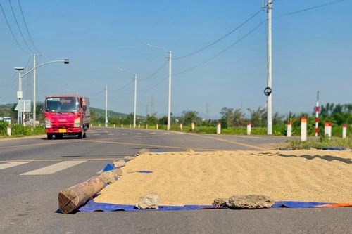 Phơi lúa trên đường tránh Phú Phong: Tiềm ẩn nguy cơ mất an toàn giao thông