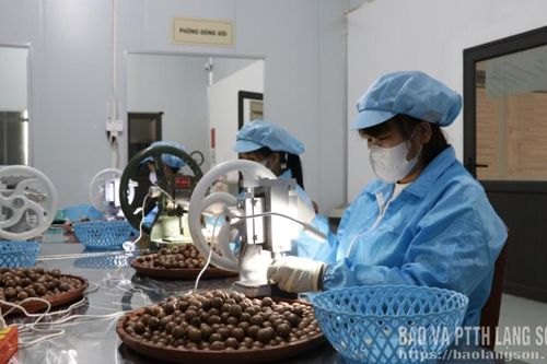 Công nghệ nâng giá trị mắc ca