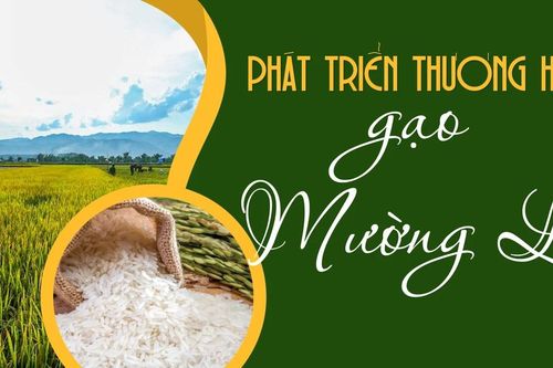 Phát triển thương hiệu gạo Mường Lò