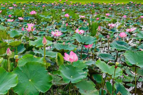 Nơi cánh đồng nở hoa!