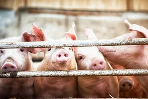 Giá heo hơi tại Trung Quốc xuống mức thấp kỷ lục 9,59 nhân dân tệ/kg sau 16 năm