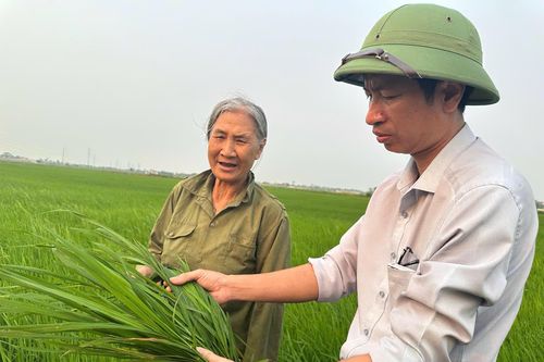 Tập trung cao độ phòng trừ bệnh đạo ôn hại lúa vụ Đông xuân 2026