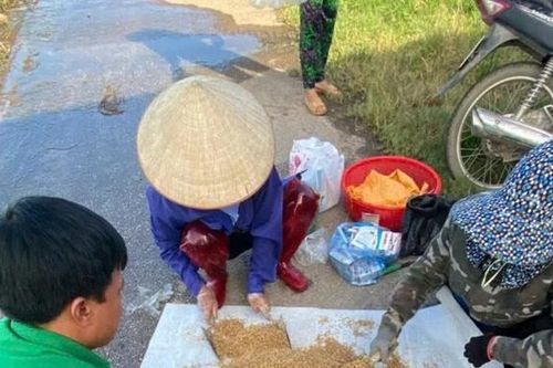 Chủ động diệt chuột bảo vệ lúa vụ Xuân