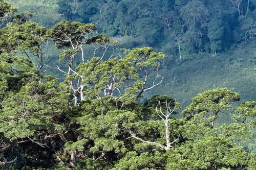 'Hóa thạch sống' trên 500 năm tuổi tại Phong Nha-Kẻ Bàng