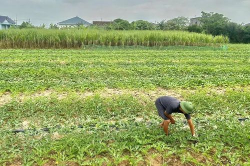 Xã Nam Trạch: Tập trung chăm sóc cây trồng vụ đông-xuân