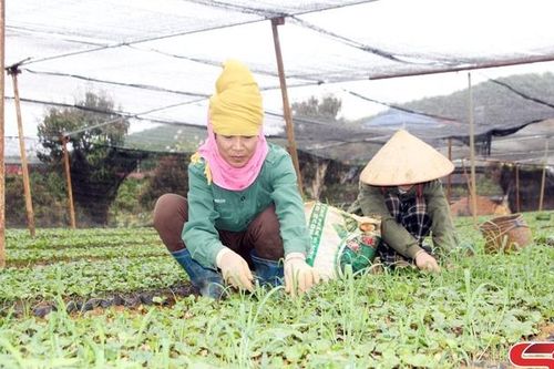 Đảm bảo giống cây trồng an toàn cho nông dân