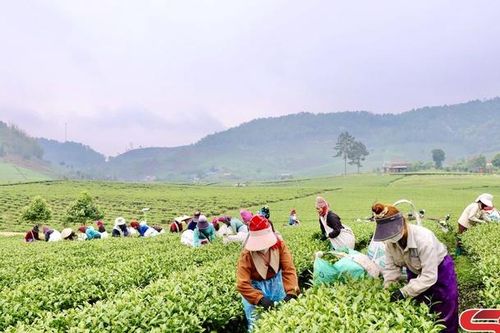 Đẩy mạnh thâm canh, nâng tầm giá trị cây chè