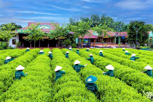 'Đòn bẩy' nâng tầm nông sản Thái Nguyên