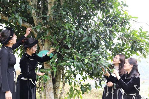 Định vị thương hiệu chè Shan tuyết Bằng Phúc