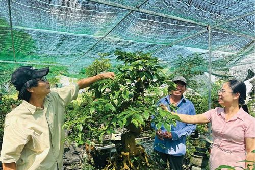 Nông dân An Cựu chuyển đổi sinh kế