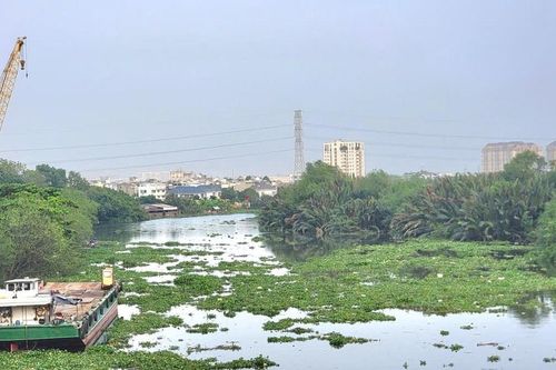 TP. Hồ Chí Minh: Triển khai giải pháp xử lý lục bình, rác trôi dạt vào bãi biển