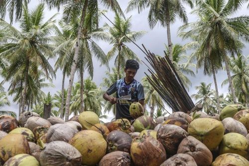 Indonesia đẩy mạnh chiến lược chế biến hạ nguồn để gia tăng giá trị kinh tế