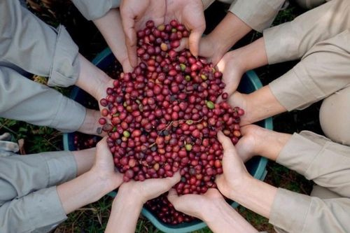 Cần 'định nghĩa chất lượng' cho cà phê Robusta Việt Nam