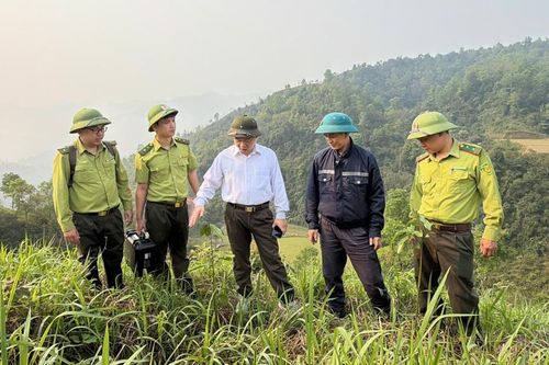 Chi cục Kiểm lâm tỉnh kiểm tra trên 20 ha diện tích trồng rừng thay thế tại xã Nguyên Bình