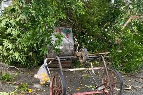 Mẹ đơn thân cứu 2 học sinh giữa cơn lốc, bản thân nguy kịch: Hình ảnh nạn nhân bị cây cổ thụ đổ trúng khiến nhiều người rùng mình