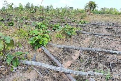Khẩn trương điều tra, xử lý nghiêm vụ phá rừng tại xã Ia Pia