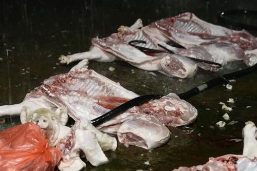 Chấn chỉnh toàn quốc hoạt động giết mổ, ngăn chặn lợn bệnh ra thị trường