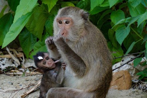 Chưa dứt cảnh du khách cho khỉ ăn kẹo, sữa chua trên bán đảo Sơn Trà