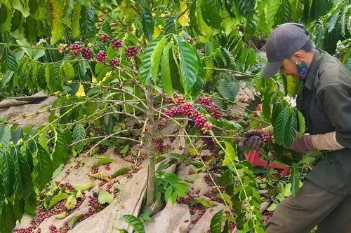 Sở Giao dịch hàng hóa trong Trung tâm Tài chính quốc tế: Cơ hội để nông sản Việt giành quyền định giá