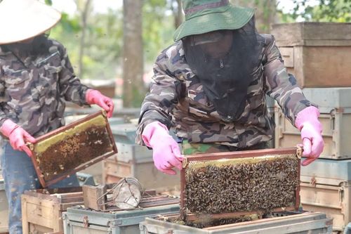 Mùa mật ngọt trên Tây Nguyên