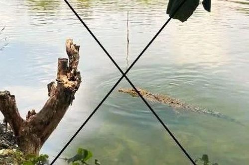 Sử dụng AI tạo hình cá sấu nổi trên sông gây hoang mang dư luận