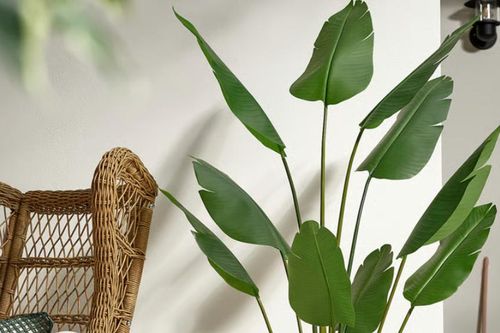 Loài cây như 'lá chắn xanh' mang tài lộc vào nhà, vừa đẹp sang vừa dễ trồng