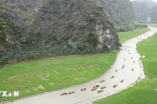 Ninh Bình: Dệt bức tranh bằng lúa khổ lớn giữa muôn trùng núi non