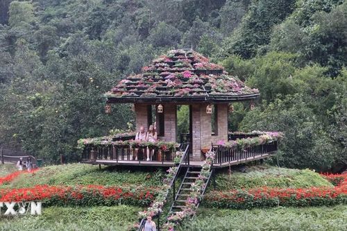 Ninh Bình: 'Đảo hoa bốn mùa' khoe sắc giữa thiên nhiên di sản Tràng An