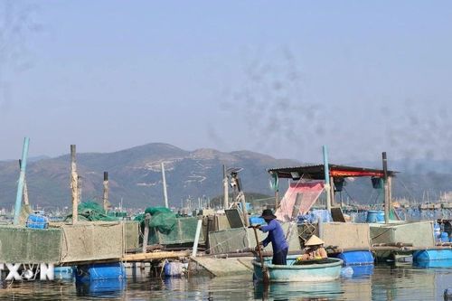 Thủ phủ tôm hùm chật vật khôi phục sản xuất sau thiên tai tại Đắk Lắk