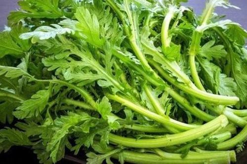 Loại rau là 'món ăn của Hoàng đế', hương thơm độc đáo, tươi mát