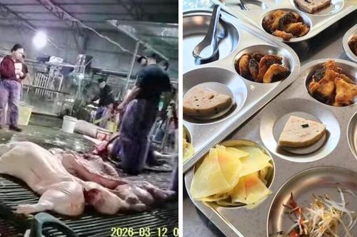 300 tấn thịt heo bệnh vào trường học: Cần làm rõ trách nhiệm và đánh giá tác động dựa trên số liệu