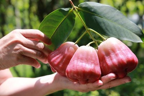 Mận hồng Sân Tiên: Khi trái cây Việt bước vào kỷ nguyên số