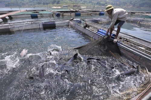 Phát triển nuôi trồng thủy sản hồ chứa: Mục tiêu đến 2030 đạt tổng giá trị 16.000 tỷ đồng