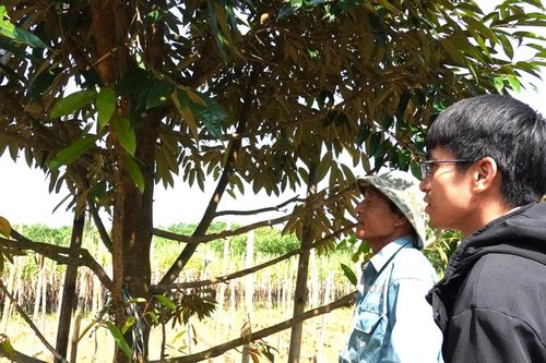 Chuyển đổi cây trồng trên vùng đất Trà My