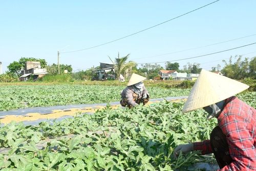 Ưu tiên cây chủ lực để tái cơ cấu ngành trồng trọt