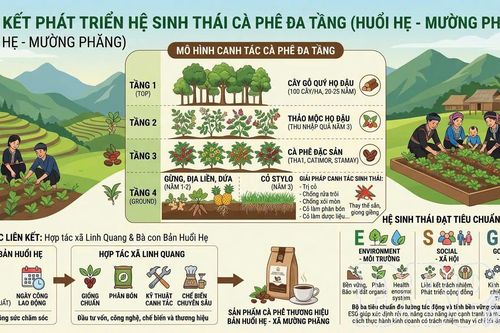Phát triển hệ sinh thái cà phê đa tầng tại Mường Phăng