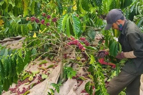Sở Giao dịch hàng hóa trong Trung tâm Tài chính quốc tế: Cơ hội để nông sản Việt giành quyền định giá