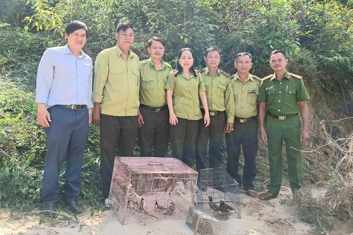 Siết chặt quản lý, bảo vệ động vật hoang dã