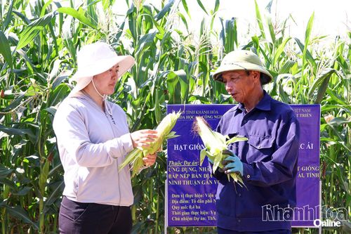 Phát huy giá trị giống cây trồng bản địa