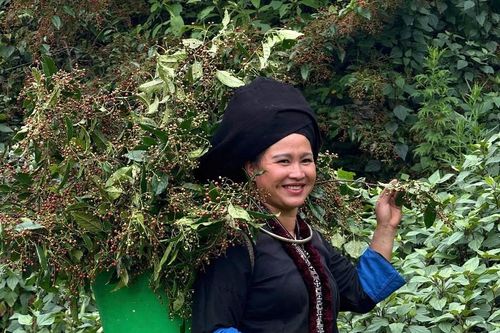 Bảo tồn và phát triển nghề thuốc nam của người Dao