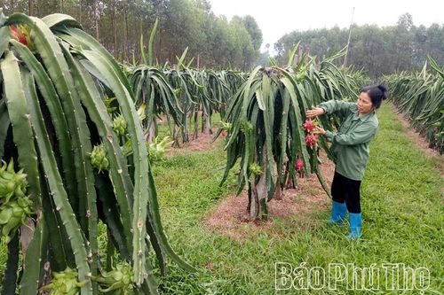 Xây dựng nông thôn mới: Thách thức và cơ hội