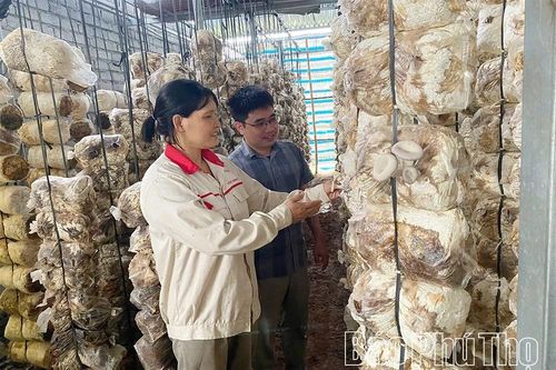 Làm giàu từ trồng nấm rơm và măng tây