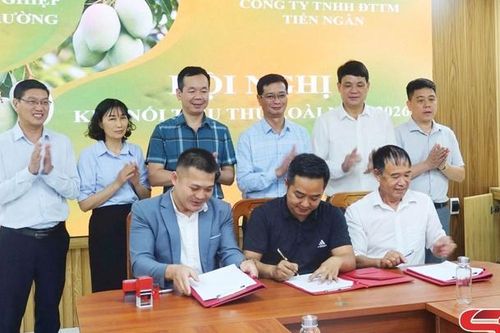 Sơn La kết nối tiêu thụ xoài Sơn La năm 2026