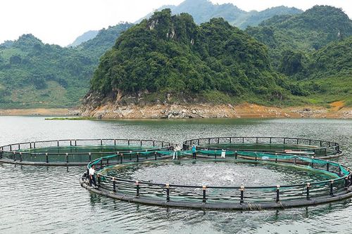 Đẩy mạnh nuôi tôm, cá núi
