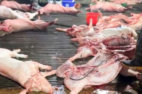 Vụ 300 tấn thịt lợn nhiễm dịch tả châu Phi: Ăn thịt lợn bệnh ảnh hưởng sức khỏe như thế nào ?
