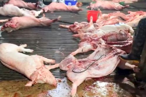 Vụ 300 tấn lợn bệnh bị tuồn ra thị trường, cơ quan quản lý nói gì?