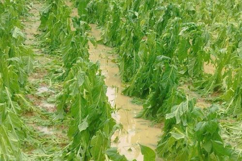 Khẩn trương chủ động các biện pháp ứng phó dông, lốc, mưa đá trong thời kỳ chuyển mùa