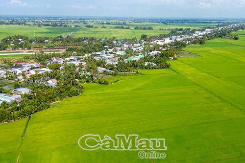 Tìm đầu ra cho lúa vụ đông xuân