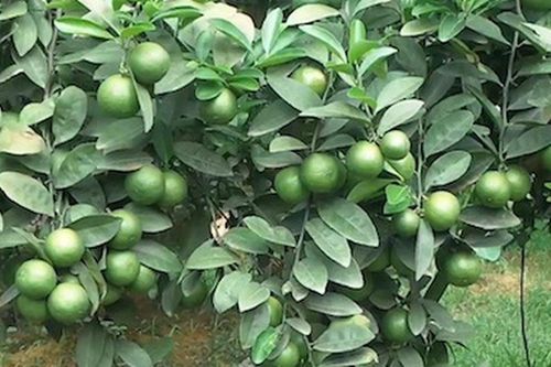 Quả rẻ bèo trồng đầy vườn ở Việt Nam lại được chuyên gia Mỹ xếp 'tốt nhất': Một giống cho trái quanh năm, thu tiền đều tay